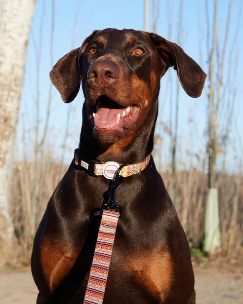 Collar para perros Sabana - BAMBINO DOGGIES