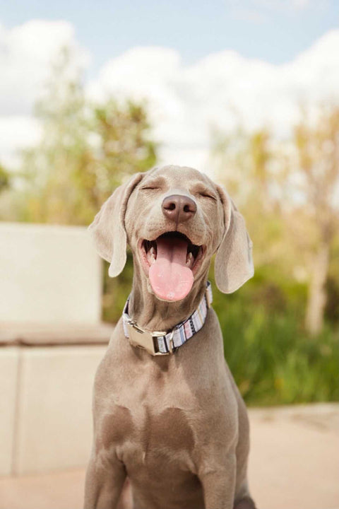 Collar para perros Adú