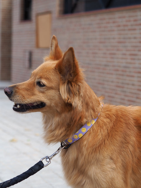 Collar Smile - BAMBINO DOGGIES